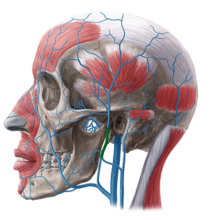 Retromandibular vein (#20170)