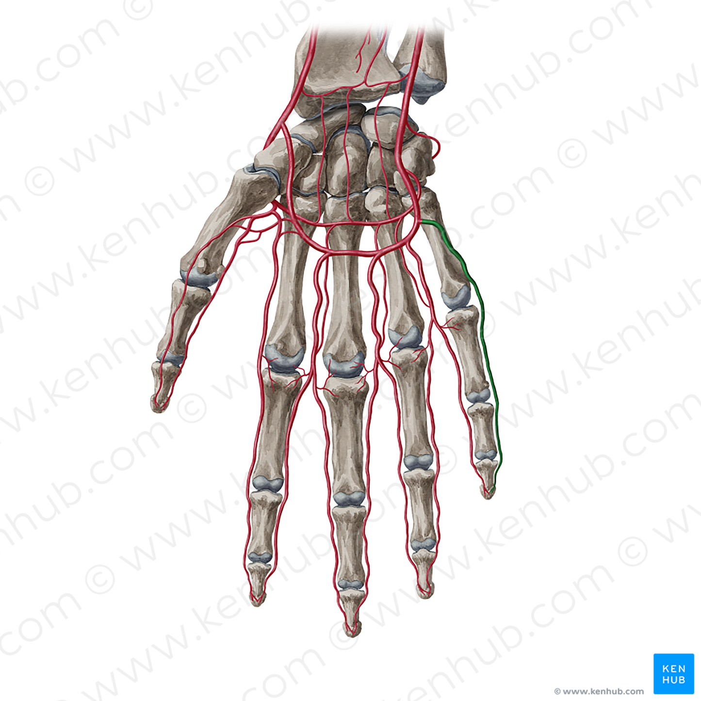 Palmar digital artery of little finger (#20384)