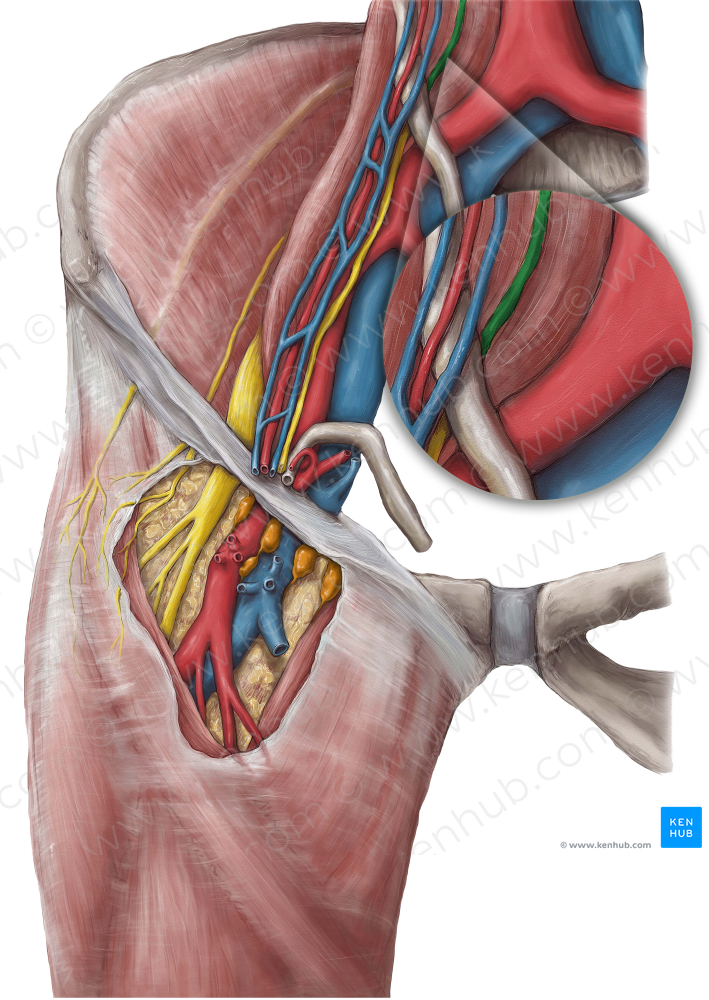 Genitofemoral nerve (6431) Kenhub Image License Store