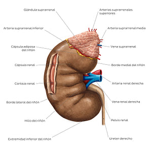 Overview of the kidney (Spanish)