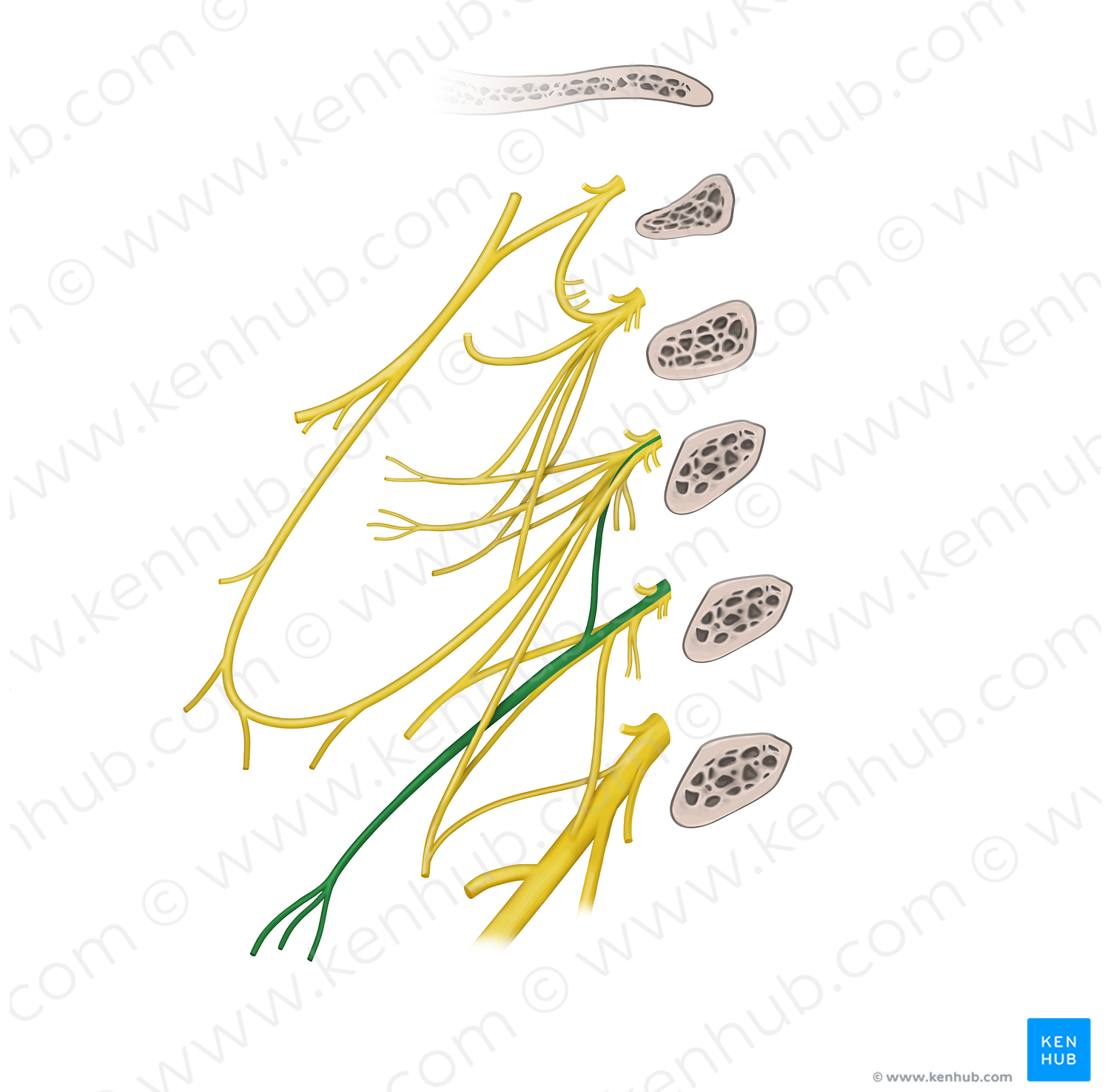 Supraclavicular nerves (#6281)