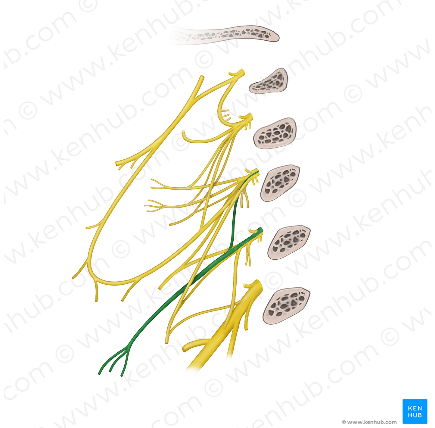 Supraclavicular nerves (#6281)