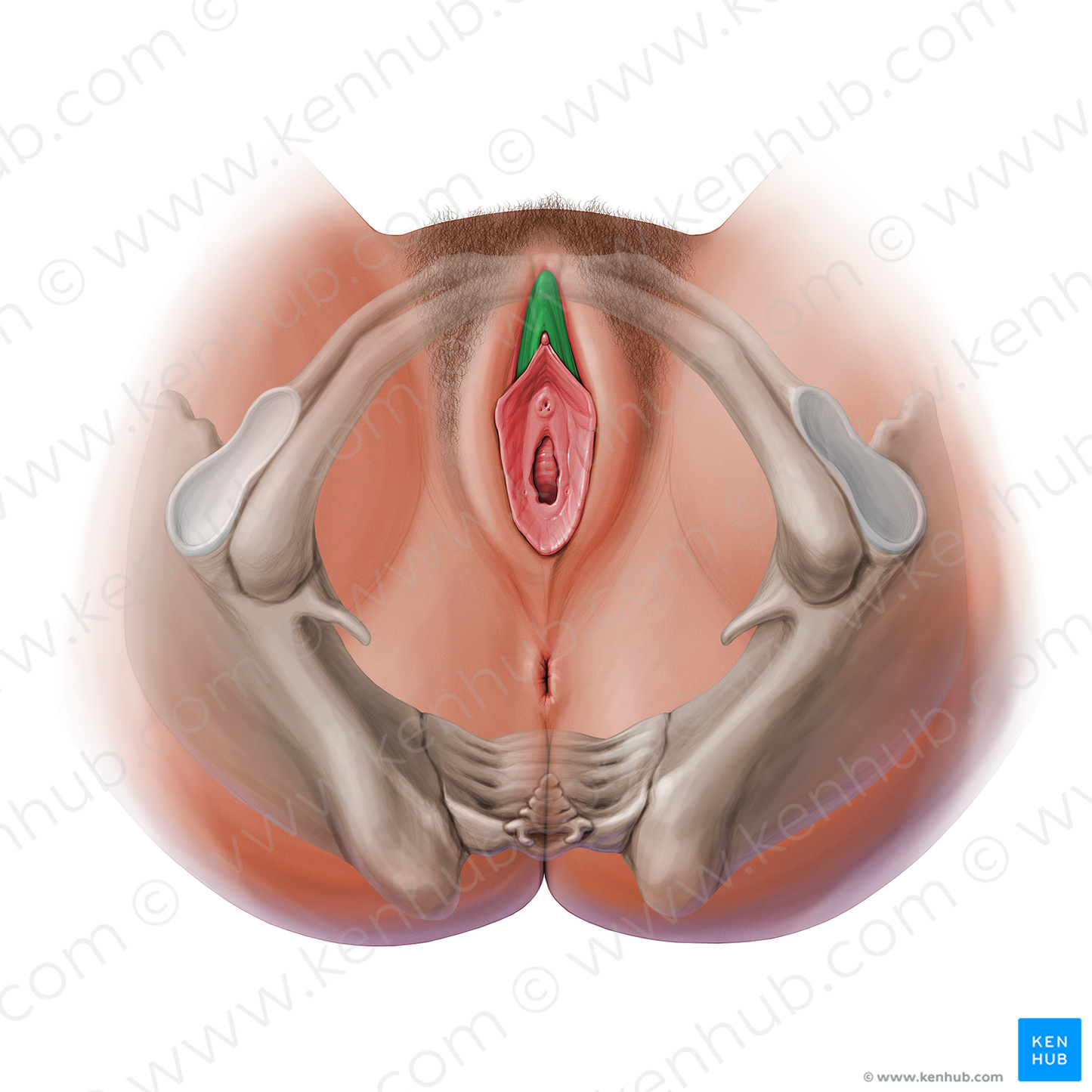 Prepuce of clitoris (#13846)