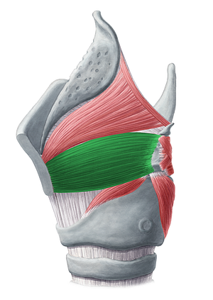 Thyroarytenoid muscle (#6091)