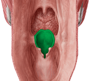 Epiglottis (#3413)