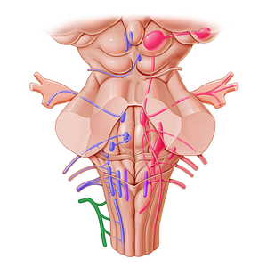 Accessory nerve (#6303)