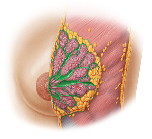 Suspensory ligaments of breast (#4466)