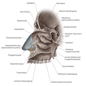 Lateral wall of the nasal cavity (German)