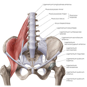 Ligaments of the pelvis (Anterior view) (Latin)