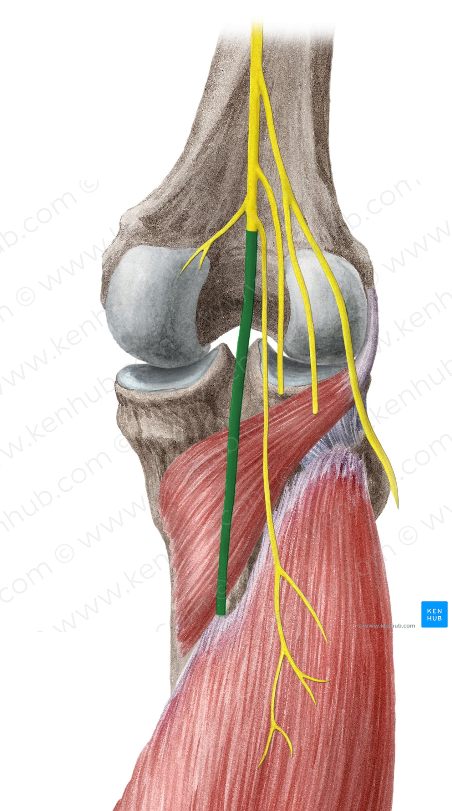 Tibial nerve (#6814)