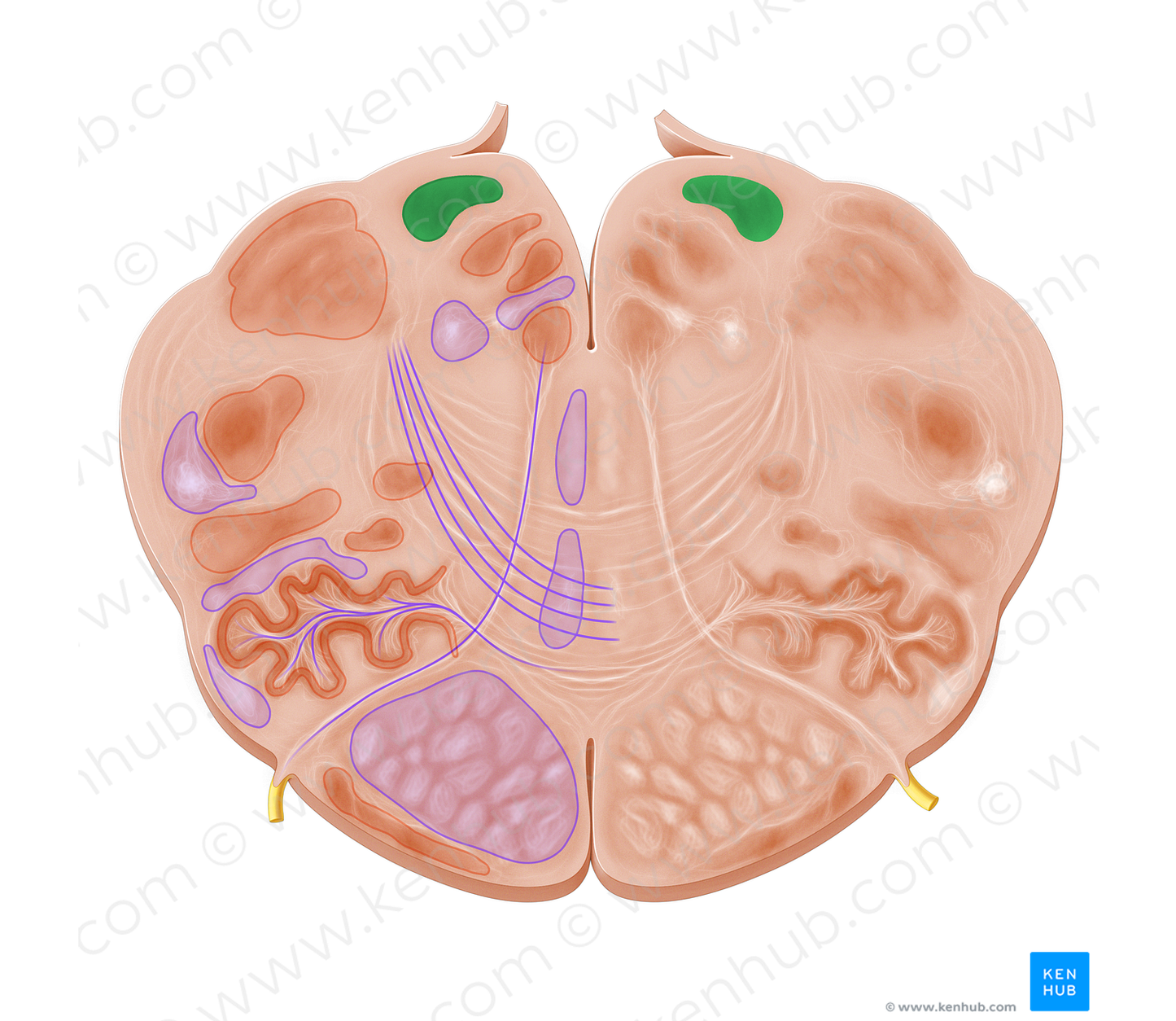 Gracile nucleus (#7208)