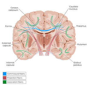 Overview of cerebral white matter (English)