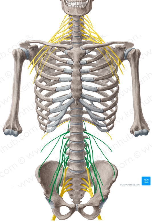 Lumbar plexus (#8004)