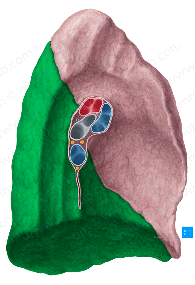 Inferior lobe of left lung (#4816)
