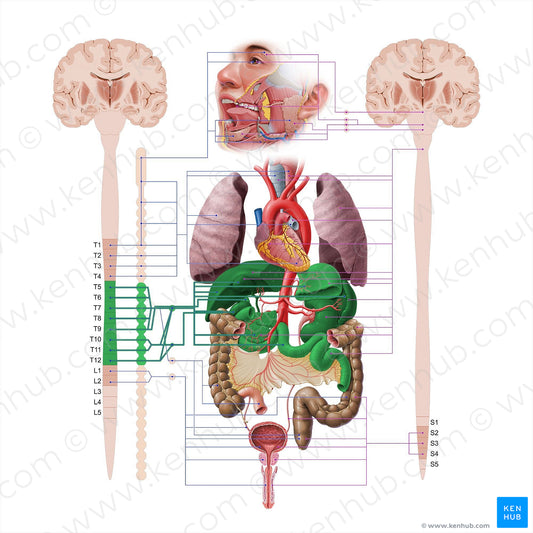 Thoracic splanchnic nerves (#18585)