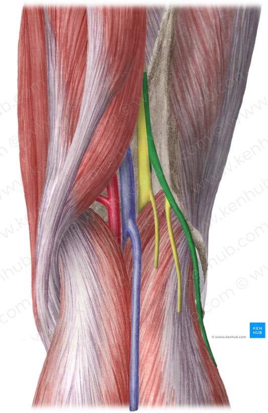 Common fibular nerve (#6659)