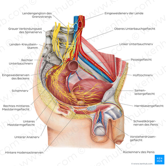 Nerves of the male pelvis (German)