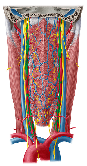 Sympathetic trunk (#9643)