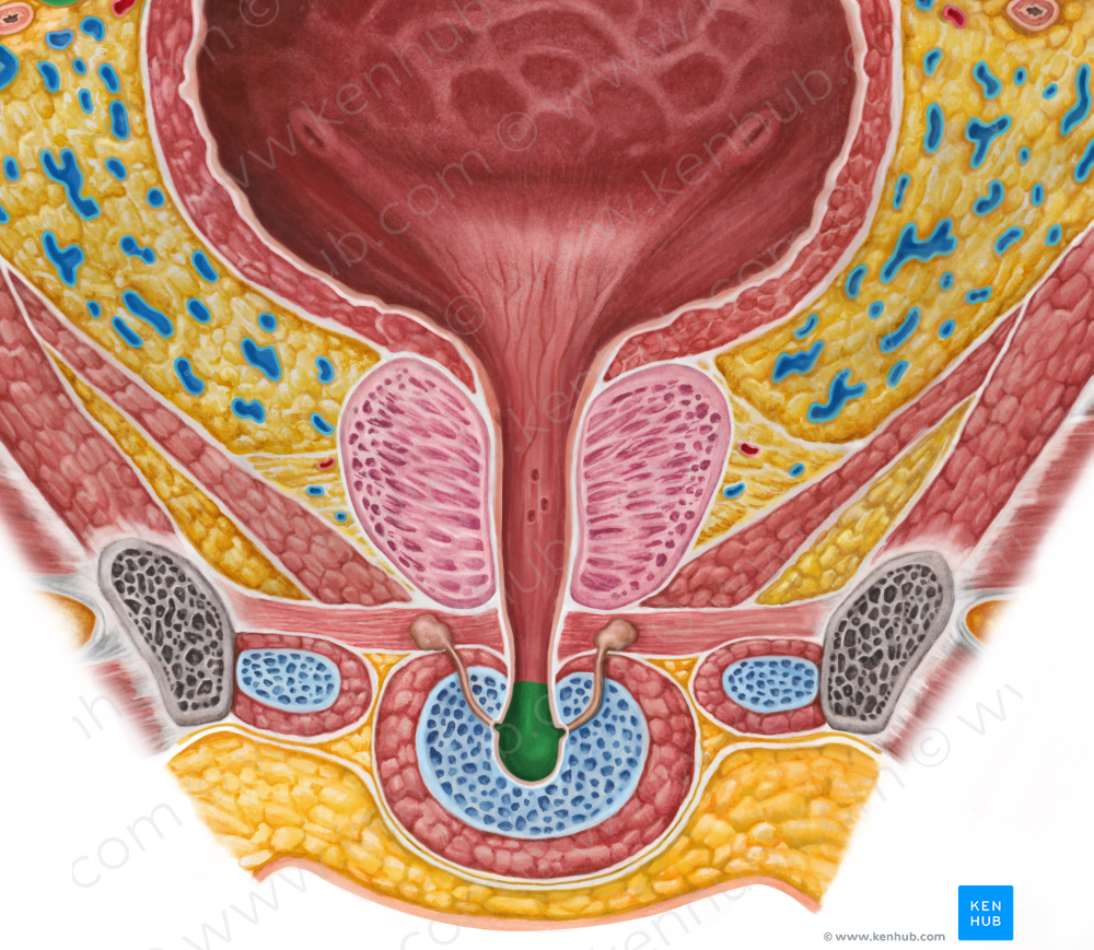 Spongy part of urethra (#7776)