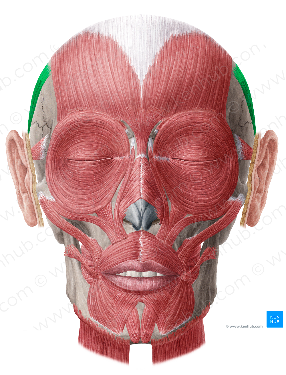 Auricularis superior muscle (#5216)