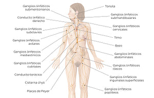 Lymphatic system (Spanish)