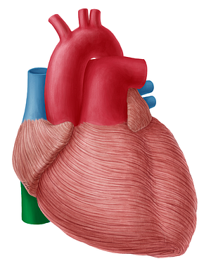 Inferior vena cava (#10035)