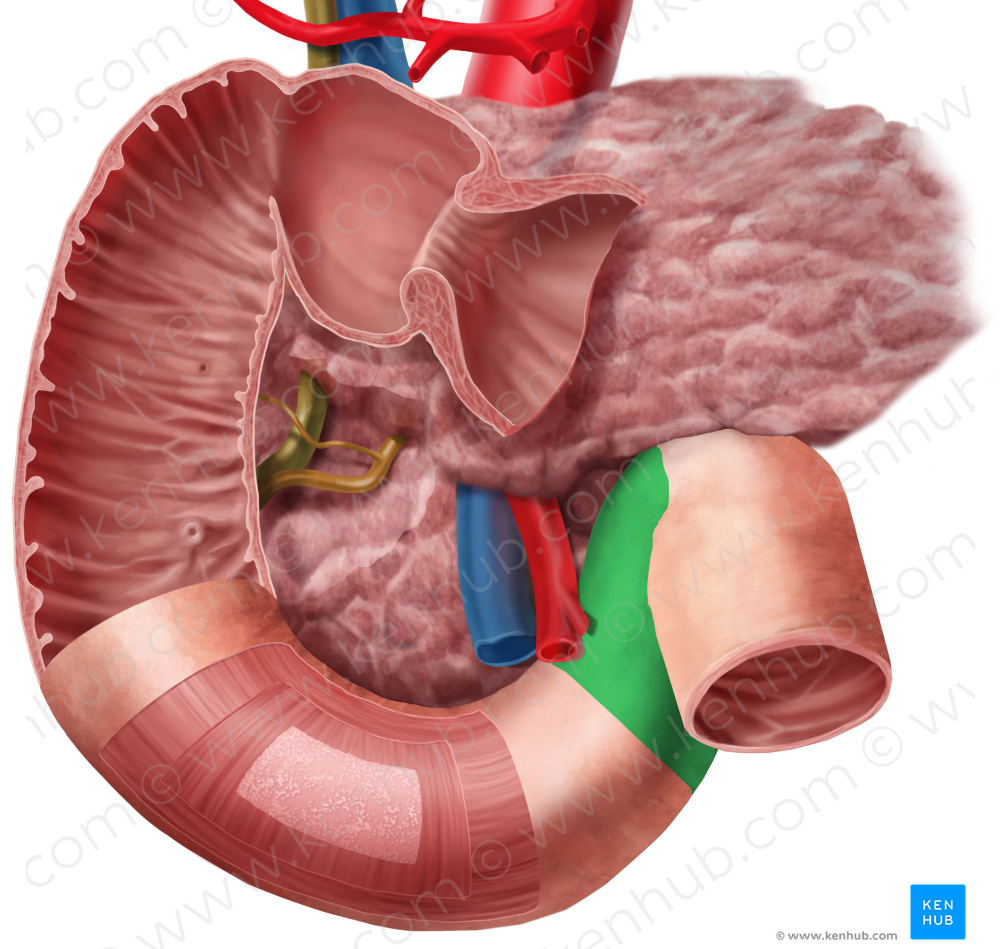 Ascending part of duodenum (#7661)