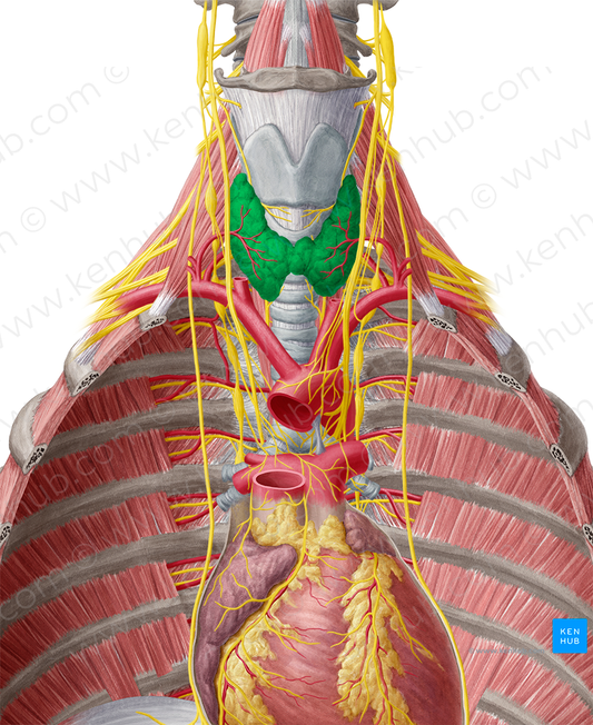 Thyroid gland (#4136)