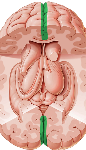 Longitudinal cerebral fissure (#3664)