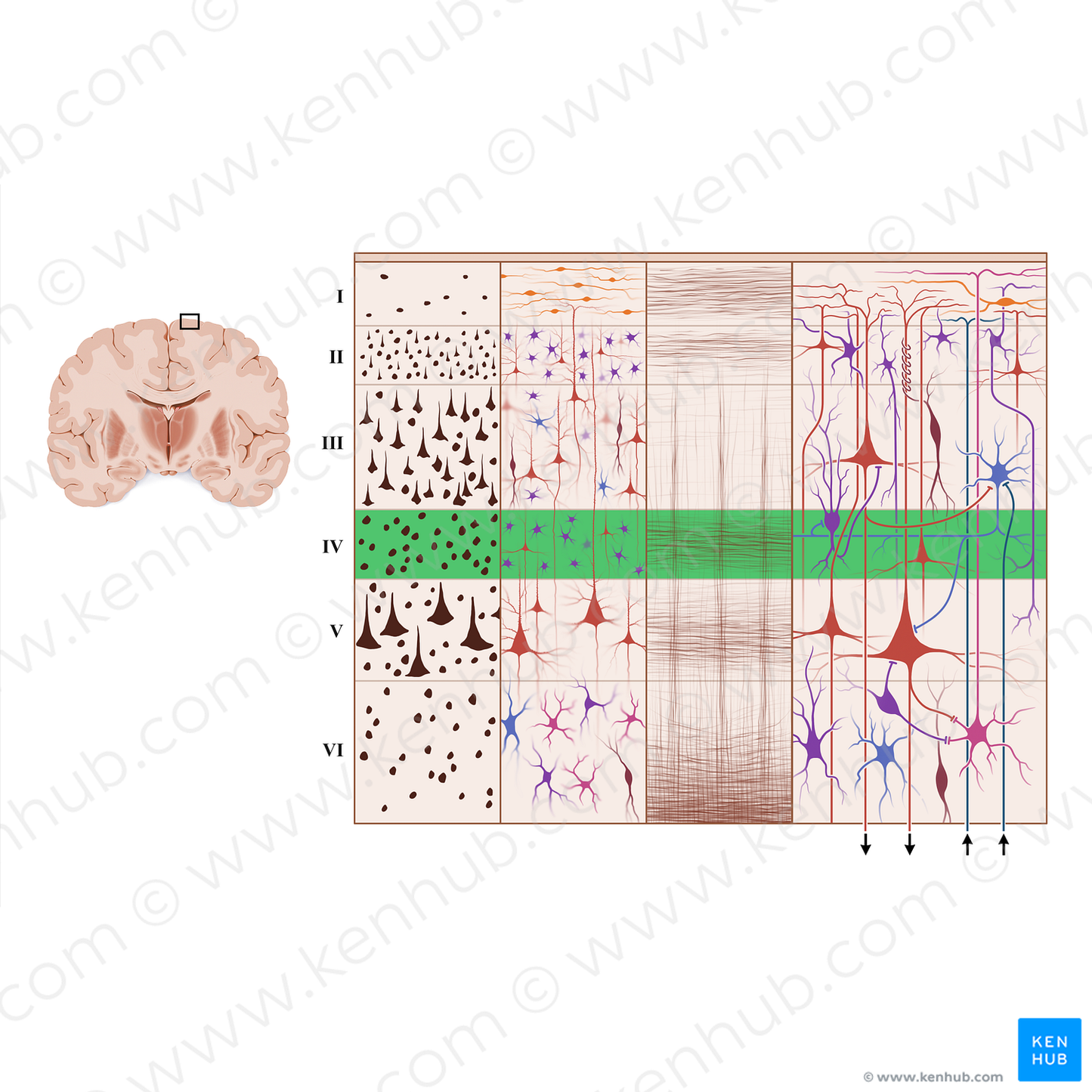 Internal granular layer of cerebral cortex (#18939)