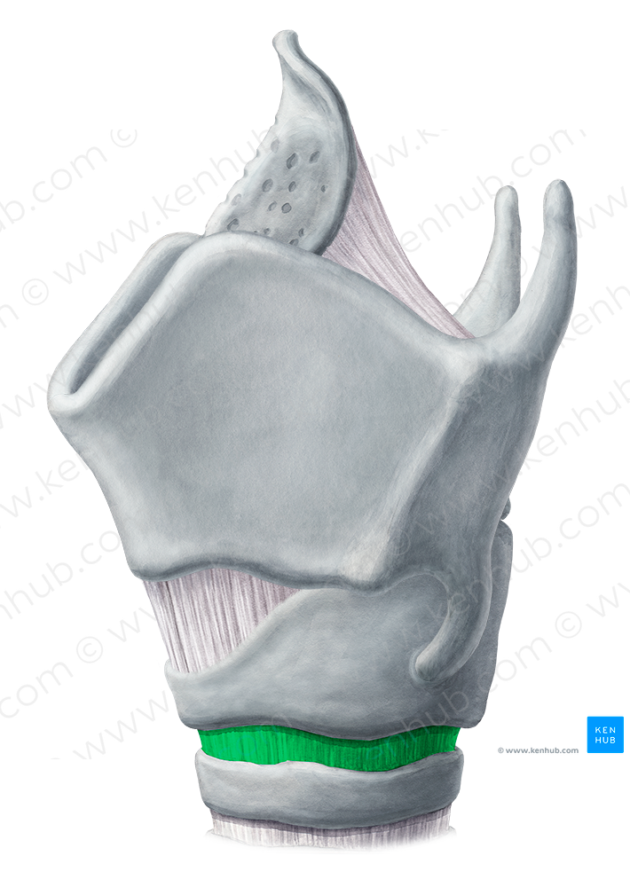 Cricotracheal ligament (#4516)