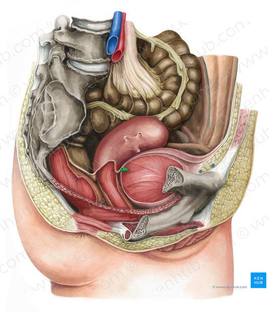 Right ureter (#9849)