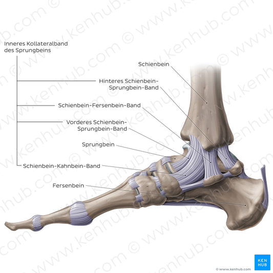 Ankle joint: Medial view (German)