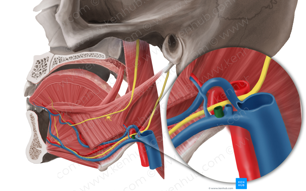 Facial vein (#10228)