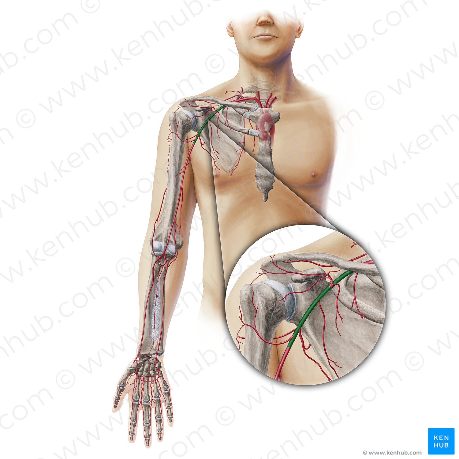 Axillary artery (#19338)