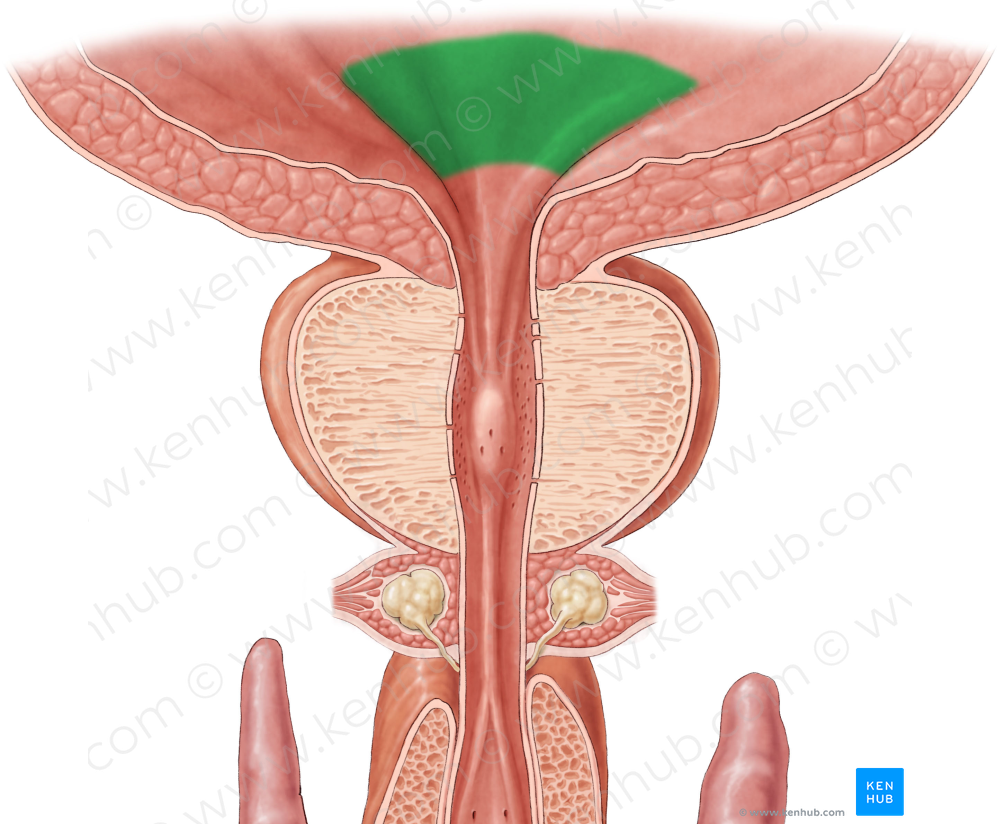 Trigone of urinary bladder (#9564)
