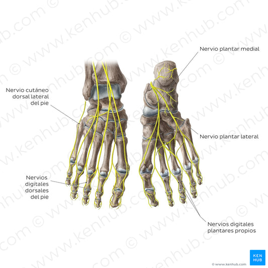 Nerves of the foot (Spanish)