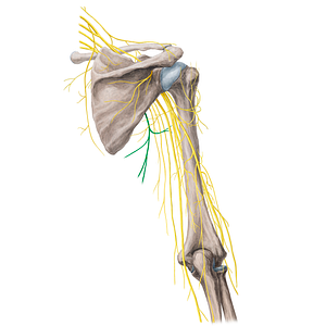 Thoracodorsal nerve (#21754)