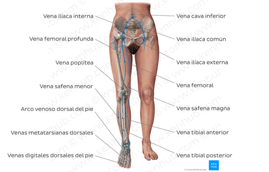 Main veins of the lower limb (Spanish)