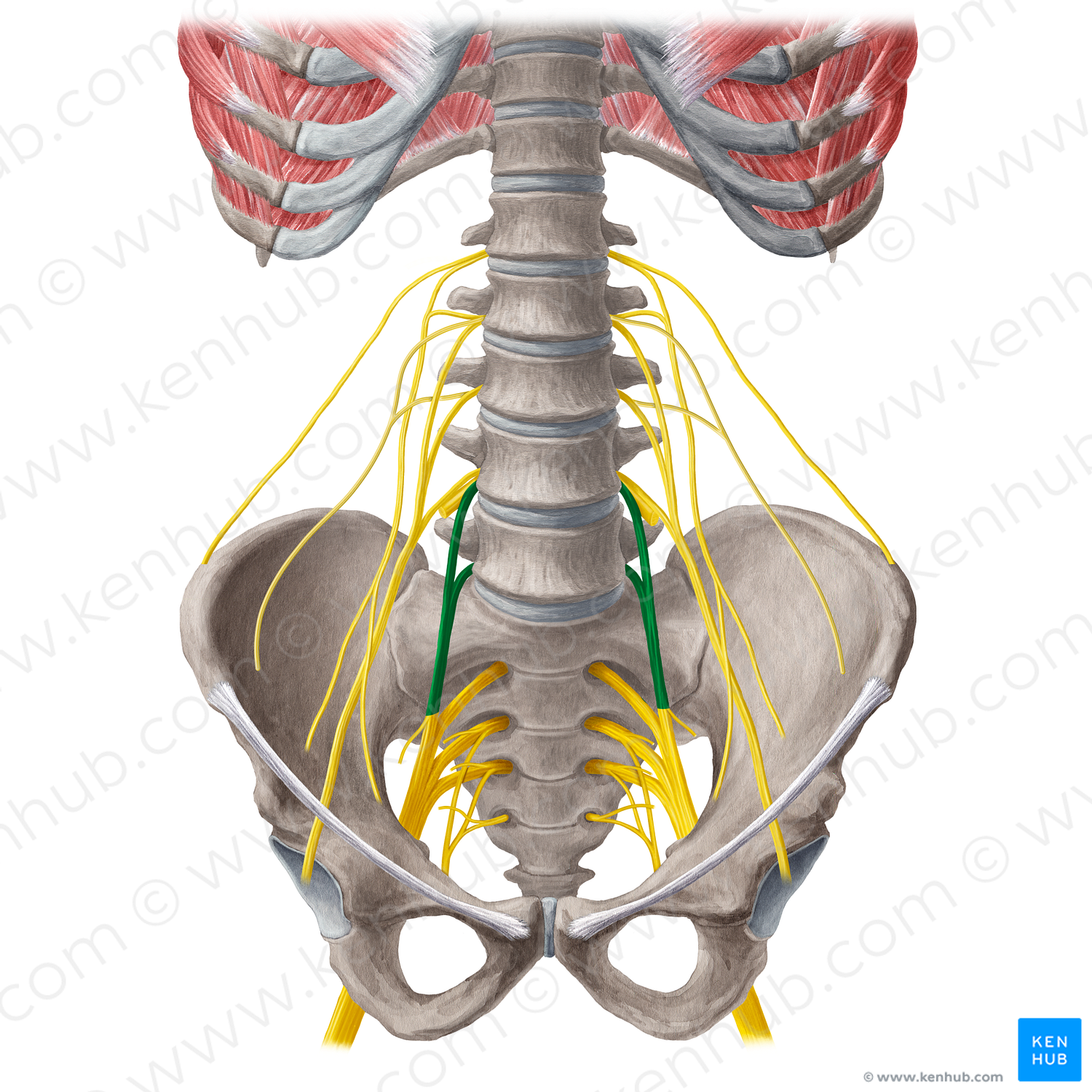 Lumbosacral trunk (#21571)