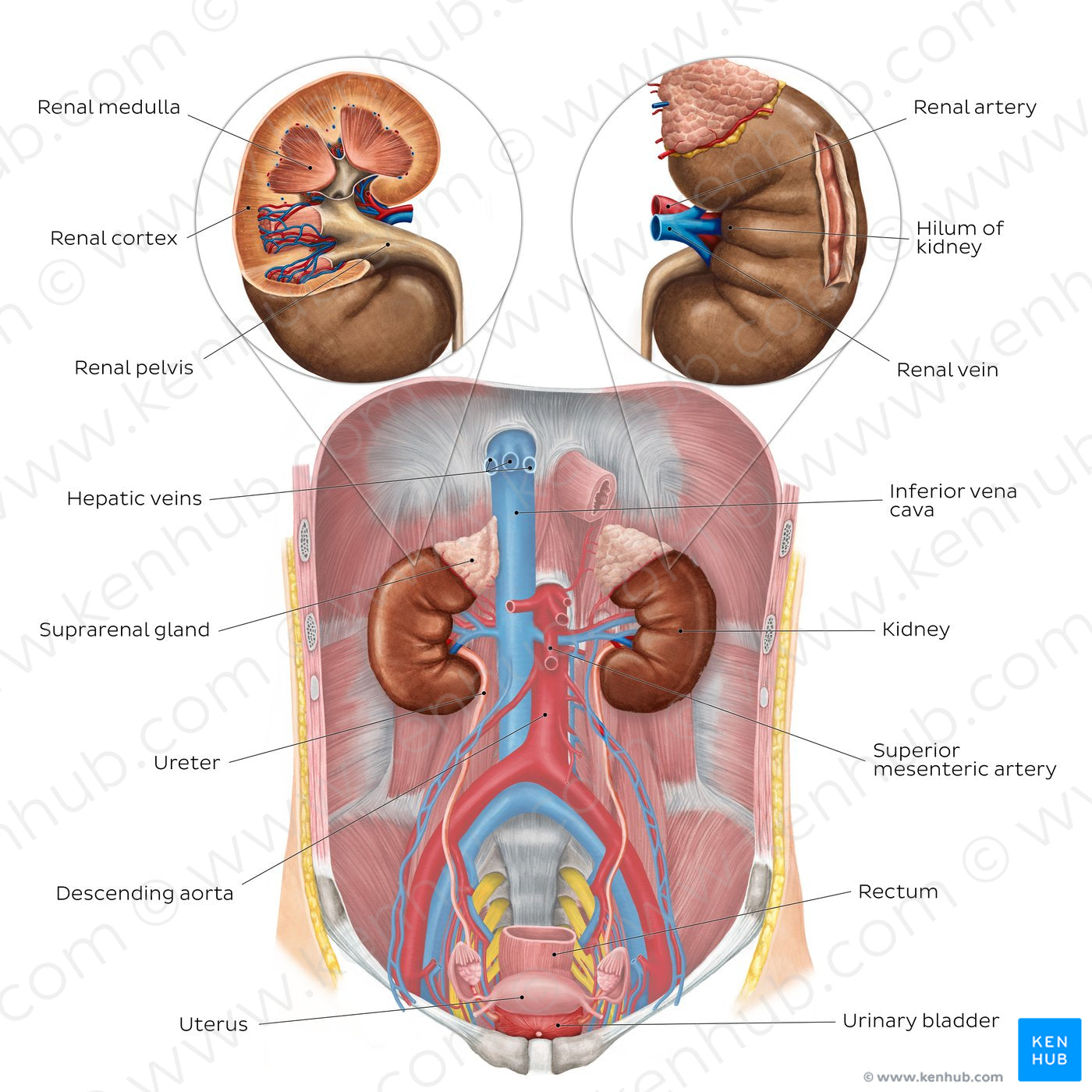 Urinary system - Overview (English)