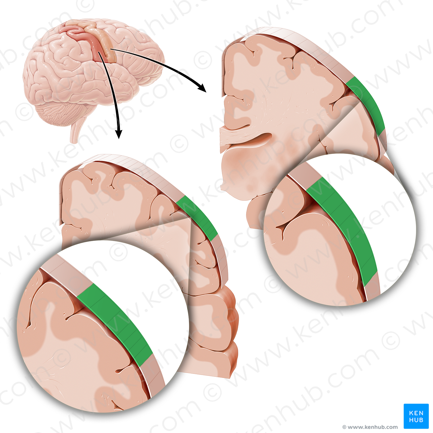 Sensory and motor cortex of face (#21217)