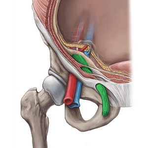 Spermatic cord (#3941)