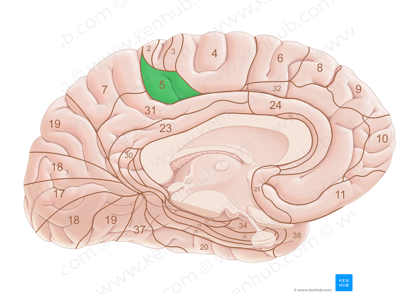 Brodmann area 5 (#18010)