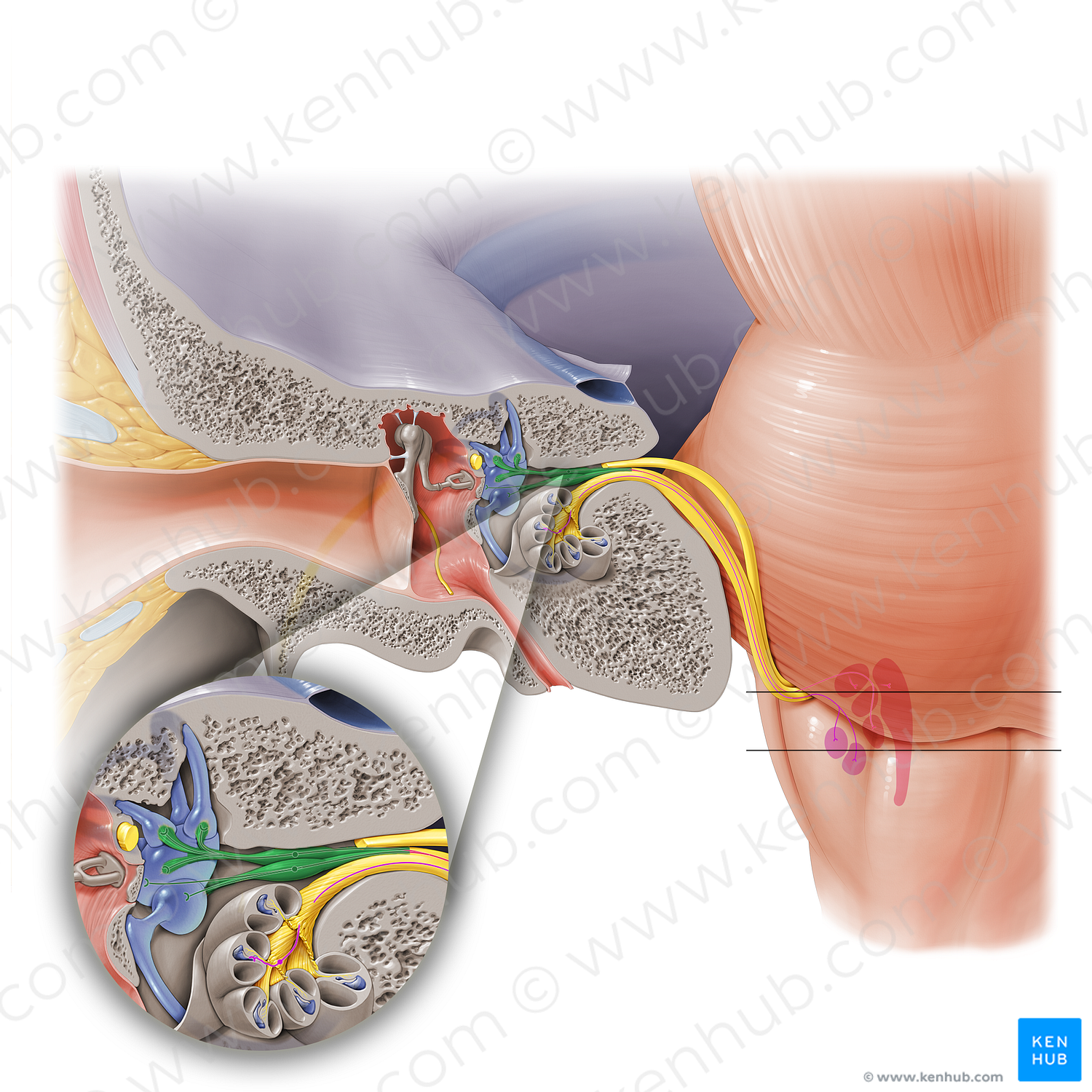 Vestibular nerve (#6900)