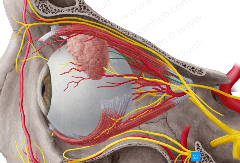 Superior branch of oculomotor nerve (#8810)