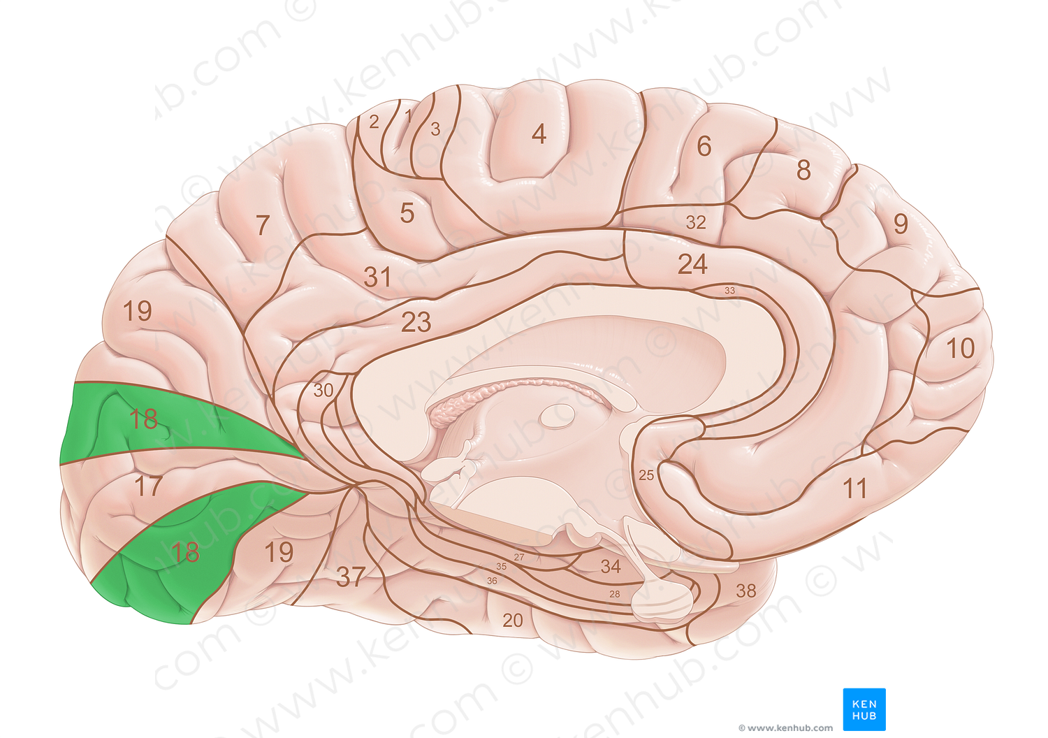 Brodmann area 18 (#18026)