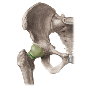 Zona orbicularis of hip joint (#16210)