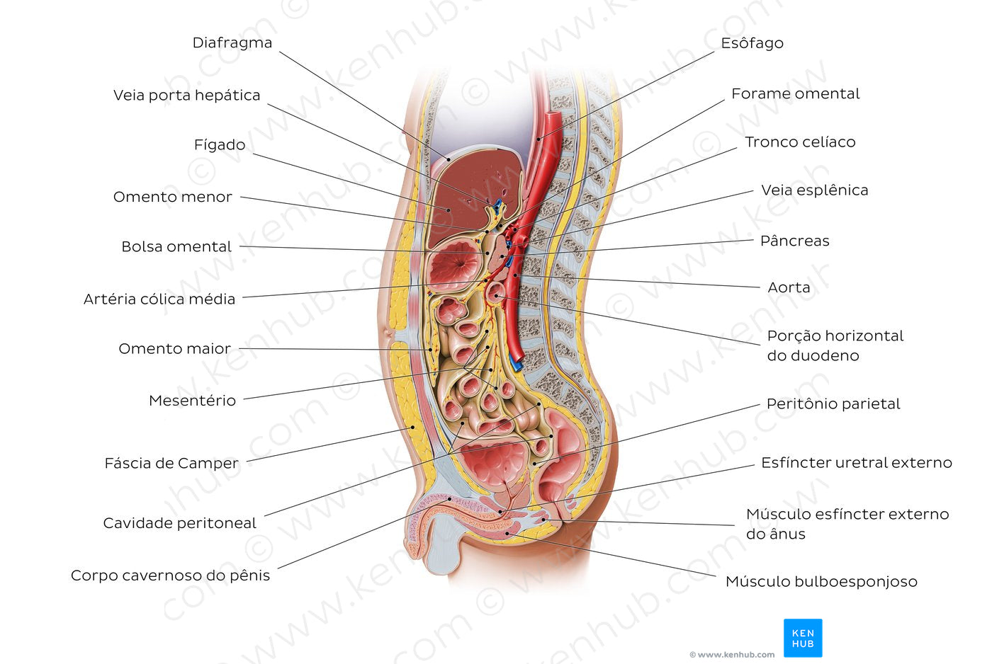 Sagittal section of the abdomen 1 (Portuguese)