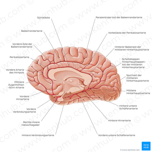 Arteries of the brain - Medial view (German)
